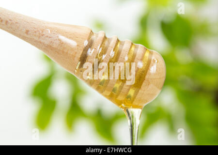 Honig tropft aus Holzstäbchen und einem grünen Hintergrund Stockfoto