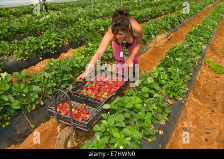 Sammeln von Erdbeeren, La Redondela, Huelva Provinz, Region von Andalusien, Spanien, Europa Stockfoto