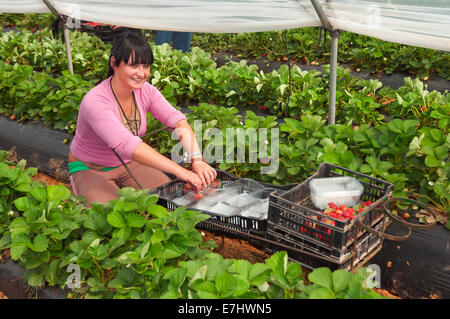 Sammeln von Erdbeeren, La Redondela, Huelva Provinz, Region von Andalusien, Spanien, Europa Stockfoto