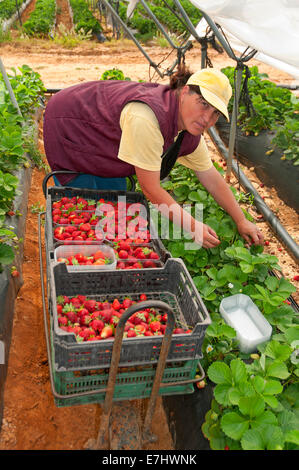 Sammeln von Erdbeeren, La Redondela, Huelva Provinz, Region von Andalusien, Spanien, Europa Stockfoto