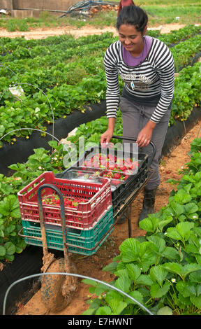 Sammeln von Erdbeeren, La Redondela, Huelva Provinz, Region von Andalusien, Spanien, Europa Stockfoto