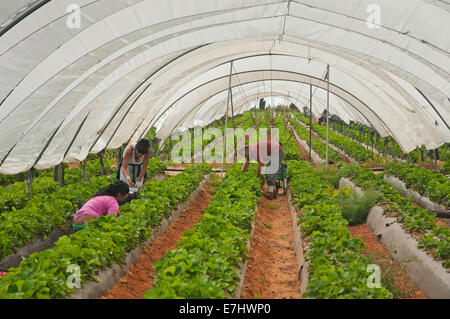 Sammeln von Erdbeeren, La Redondela, Huelva Provinz, Region von Andalusien, Spanien, Europa Stockfoto