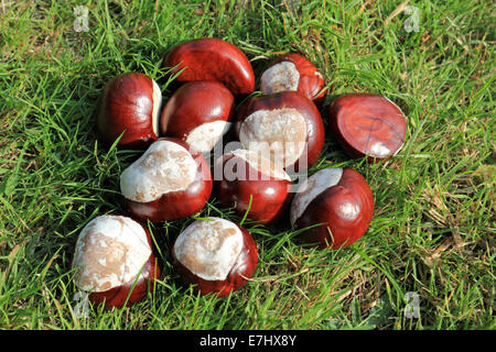 Bushy Park, SW-London, England, UK. 18. September 2014. Perfekte Wachstumsbedingungen in den Sommermonaten haben eine Rekordernte von Conkers dieses Jahr produziert. Die Conkers fallen entlang Chestnut Avenue in Bushy Park in Hülle und Fülle bereit, von den hungrigen resident Hirsch gegessen werden. Bildnachweis: Julia Gavin UK/Alamy Live-Nachrichten Stockfoto