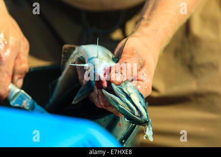 Angeln - Mann Angler Reinigung vorbereiten Fisch an Bord, im Freien. Grausamkeit gegenüber Tieren. Stockfoto