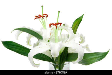 Bouquet von weißen Lilie im Glas isoliert auf weißem Hintergrund Stockfoto