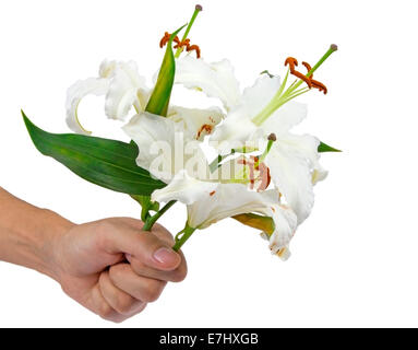 Bouquet von weißen Lilie in der Hand isoliert auf weiß Stockfoto