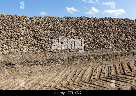 Ein Haufen geernteter Zuckerrüben, Reifenspuren im Schmutz Tschechien, Europa Stockfoto