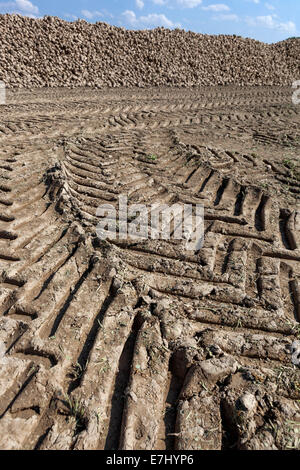 Ein Stapel geernteter Zuckerrüben, Tschechien, Europa Raddruck Traktorenbahnen Stockfoto