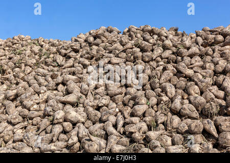 Stapel der geernteten Zuckerrüben, Tschechische Republik, Europa Stockfoto