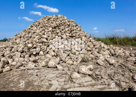 Stapel der geernteten Zuckerrüben, Tschechische Republik, Europa Stockfoto