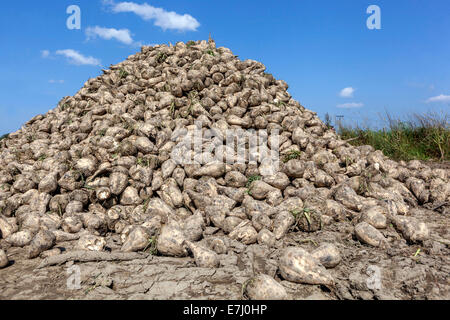 Stapel der geernteten Zuckerrüben, Tschechische Republik, Europa Stockfoto