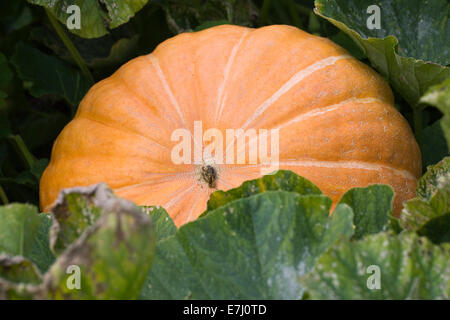 Curcubita Maxima 'Atlantic Giant'. Riesenkürbis wächst in einem Kürbisfeld. Stockfoto