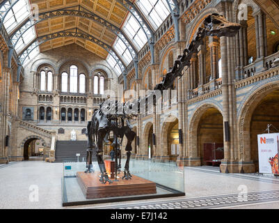 Natural History Museum, London. Stockfoto