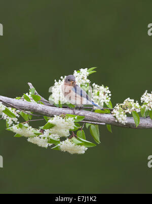 Weibliche östliche Bluebird thront in weißen Blüten mit Wurm in den Mund Stockfoto