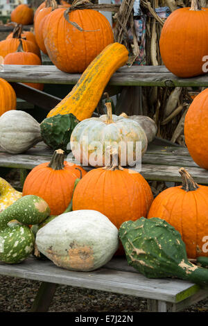 Kürbisse und Kalebassen zum Verkauf an einem Straßenrand stehen auf den östlichen Ufer von Virginia, USA. Stockfoto