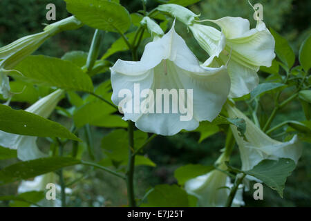 Nahaufnahme von Brugmansia oder Angel Trumpet Blüten an einem sonnigen Sommertag. Stockfoto