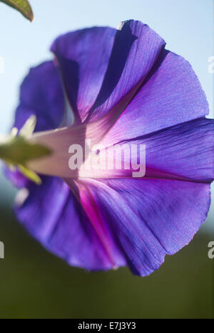 Ipomoea / Morning Glory Blume wieder von der Sonne beschienen Stockfoto