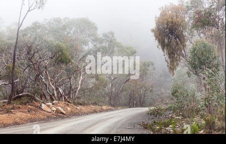 Australischen Busch Spur in Nebel bedeckt Stockfoto