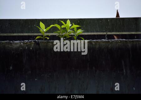 Hellgrüne Sämlinge wachsen hartnäckig aus einer dunklen, überfließenden Regenrinne während eines starken Regengusses und veranschaulichen Resilienz und urbane Natur. Stockfoto