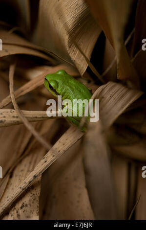 Japanischer grüner Laubfrosch (Hyla Japonica) sticht hellgrün inmitten gewebte Schilf ein Schrein-Dekoration. Stockfoto