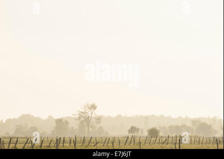 Eine einsame Elm an einem dunstigen Sommermorgen steht in umzäunten Bereichen hinter fernen Fencerows und Wälder im südöstlichen Ontario. Stockfoto