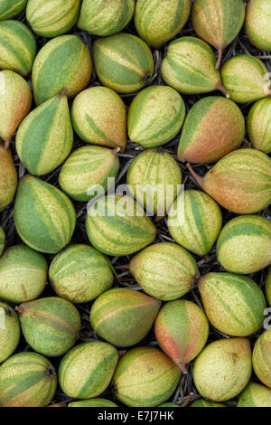 Pyrus Communis "Pysanka". Birne "Humbug" / Ostern Birne Muster Stockfoto