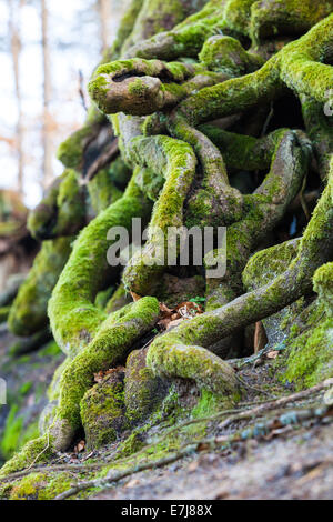 Natur. Nahaufnahme der verworrenen Baumwurzeln mit grünem Moos bedeckt. Im Freien. Stockfoto