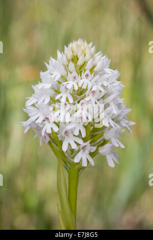 Anacamptis Pyramidalis Pyramiden Orchidee Pyramidenhundswurz Pyramidenorchis Pyramidenstendel Spitzorchis Stockfoto