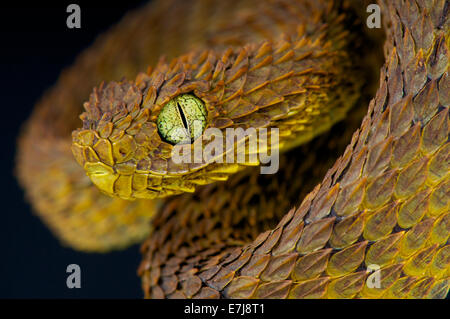 Blatt-Viper / Atheris Subocularis Stockfoto