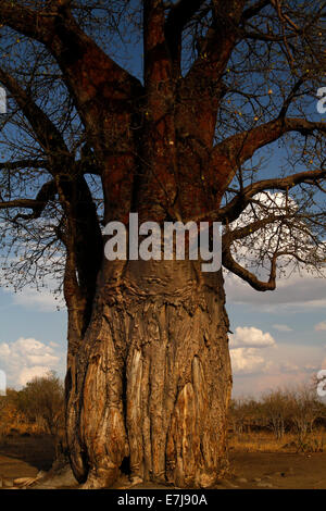 Die Seltenheit einer Frucht beladen Baobab-Baum sind Affenbrotbäume eines die einzigen Bäume, die nicht sterben wenn Ring bellte wie Wasser zu halten Stockfoto