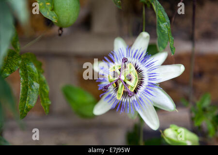 Passionsblume gegen Wand Stockfoto