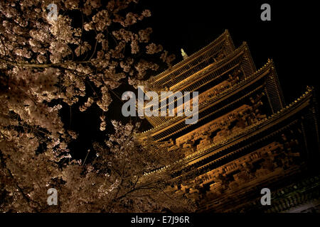 To-Ji Tempel in der Nacht, Kirschblüte, Baum, Menschen, Tourismus, Kunst, Reisen in Kyoto, Japan, Asien Stockfoto