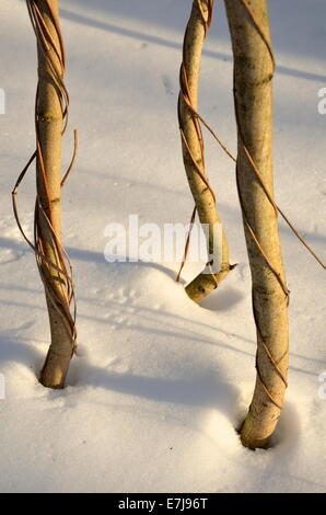 Schlanke Baumstämme gewickelt mit spiralförmigen Reben im Schnee Stockfoto