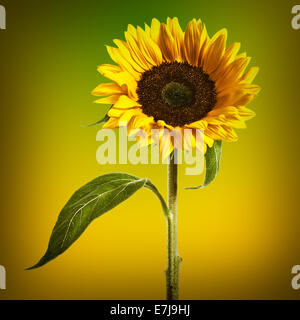 Sonnenblume mit Blätter und Stengel auf abstrakten Phantasie Hintergrund Stockfoto