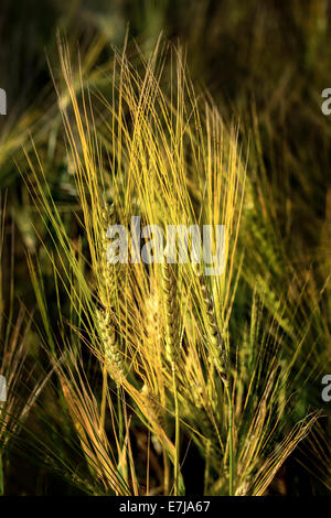 Unreife Ähren (Triticum SP.) im Morgenlicht Stockfoto