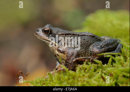 Gemeinsamen Frosch oder europäischen Grasfrosch (Rana Temporaria), North Rhine-Westphalia, Germany Stockfoto