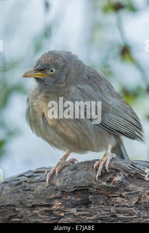 Jungle Babbler (Turdoides Striata), Keoladeo National Park, Rajasthan, Indien Stockfoto