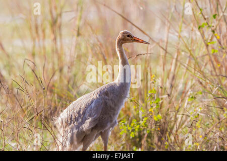 Junge indische Stilicho Kranich (Grus Antigone Antigone), Keoladeo National Park, Rajasthan, Indien Stockfoto