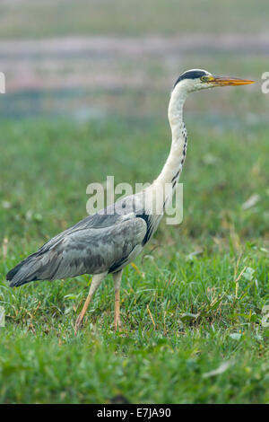 Graue Reiher (Ardea Cinerea), Keoladeo National Park, Rajasthan, Indien Stockfoto