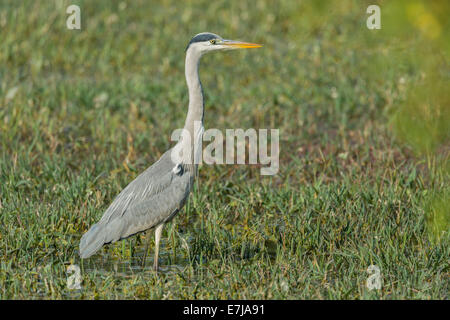 Graue Reiher (Ardea Cinerea), Keoladeo National Park, Rajasthan, Indien Stockfoto