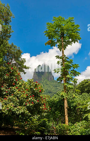 Üppige Vegetation mit Blumen und Papayas vor Vulkan Mont Tohiea, Mo &#39; Orea, Französisch-Polynesien Stockfoto