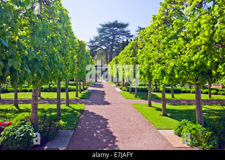 Eine Allee von pleached Linden im ummauerten Garten am 15. Jahrhundert Hampton Court Schloss Herefordshire England UK Stockfoto