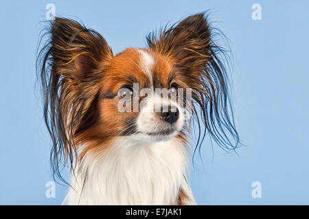 Papillon, Männlich, 18 Monate, Farbe weiß Zobel Stockfoto