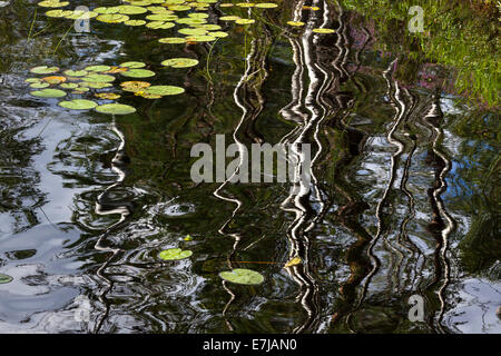 Reflexion der Birke Stämme mit den Blättern der Seerosen (Nymphaea), Karolinerleden, Kroppefjäll, Dalsland, Västra Götaland Stockfoto