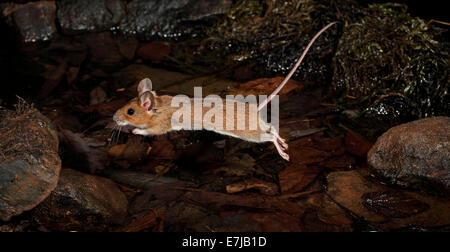 Gelb-necked Maus (Apodemus Flavicollis), springen, Hessen, Deutschland Stockfoto