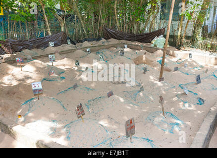 Zuchtstation für Meeresschildkröten, in der Nähe von Kosgoda, Hegalla Piyagama Region südliche Provinz, Sri Lanka Stockfoto