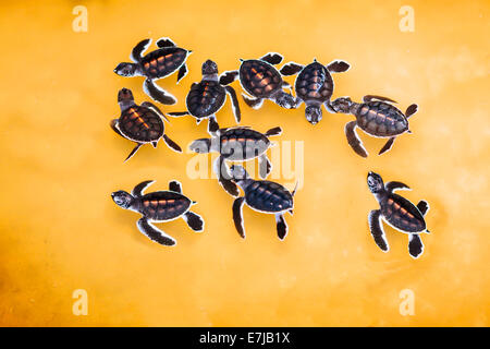 Junge Meeresschildkröten (Cheloniidae) in eine Zuchtstation in der Nähe von Kosgoda, Hegalla Piyagama Region südliche Provinz, Sri Lanka Stockfoto