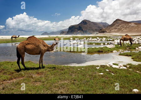 Dromedare oder arabischen Kamele (Camelus Dromedarius) in der wasserreichen Wadi Mündung in den Indischen Ozean, Salalah, Dhofar-region Stockfoto