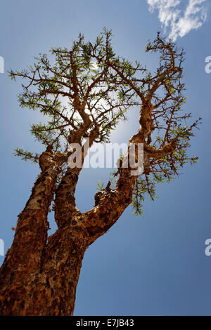 Weihrauch oder verbinden-Baum (Boswellia Sacra), Wadi Dawqah oder Dawkah, Region Dhofar, Sultanat Oman, Arabische Halbinsel Stockfoto