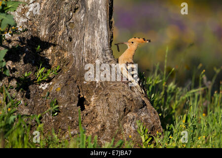 Wiedehopf (Upupa Epops) nisten Loch, Olive tree, Extremadura, Spanien Stockfoto